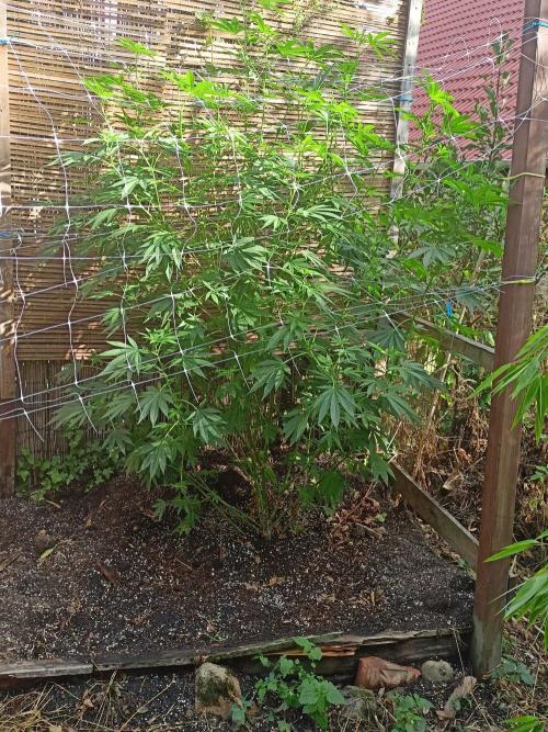 Outdoor 26// Alpskush- Swisscannabinoid. Week 18