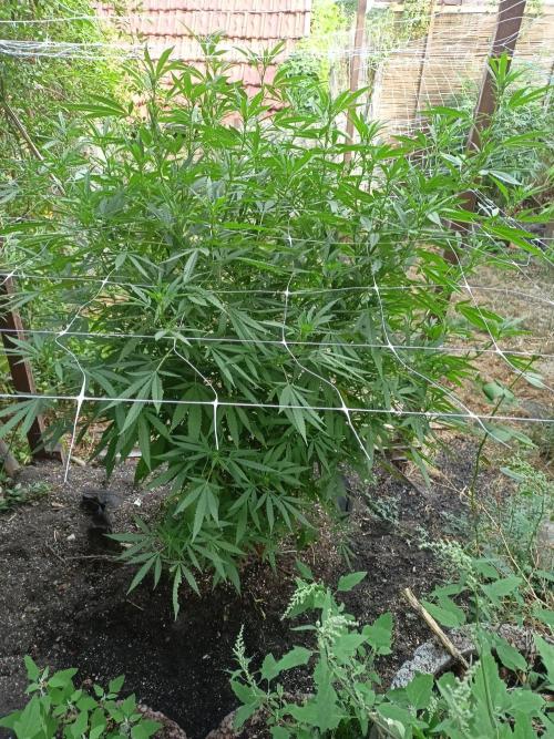 Outdoor 26// Hippieweed +Honey Cream. Week 18