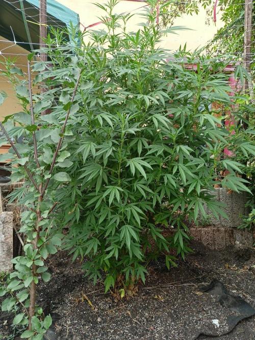 Outdoor 26// Hippieweed +Honey Cream. Week 18