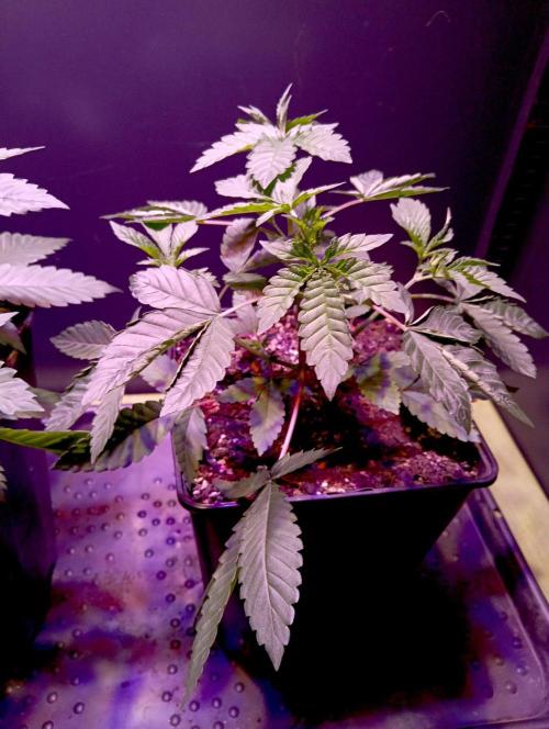 Delicious Zinnapple  HAZELBOX. Week 5