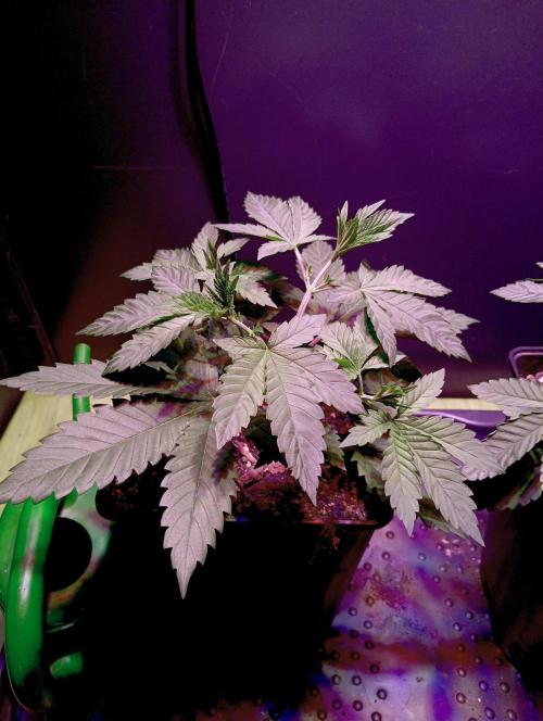 Delicious Zinnapple  HAZELBOX. Week 5