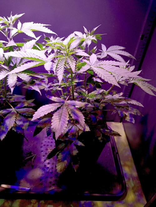 Delicious Zinnapple  HAZELBOX. Week 6