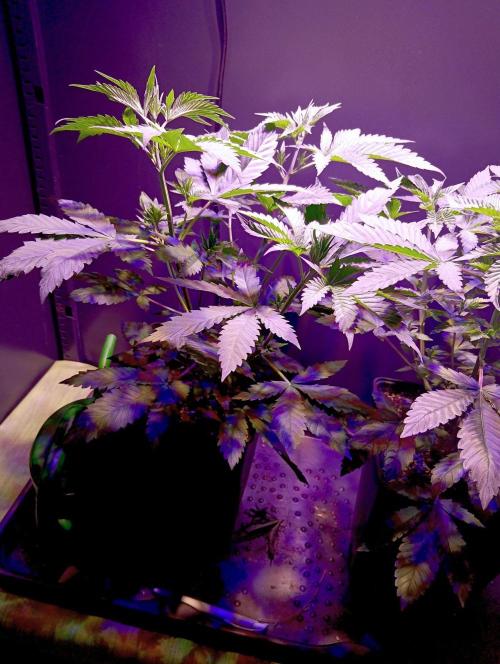 Delicious Zinnapple  HAZELBOX. Week 6