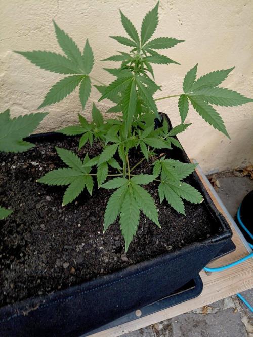 Delicious Blue Northern Light. Week 4