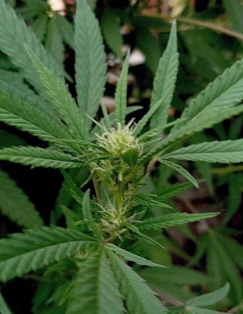 Outdoor 26// Hippieweed +Honey Cream. Week 19