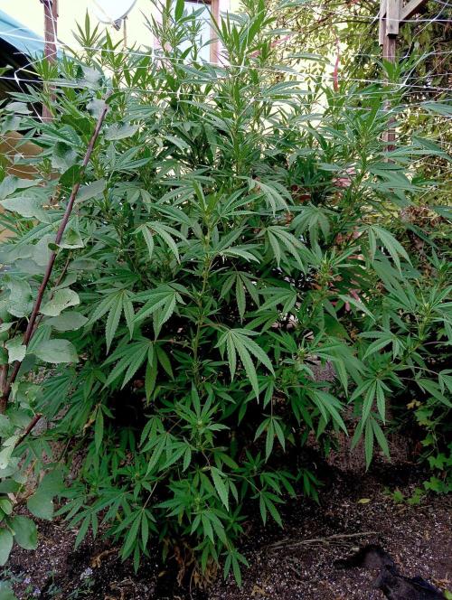 Outdoor 26// Hippieweed +Honey Cream. Week 19