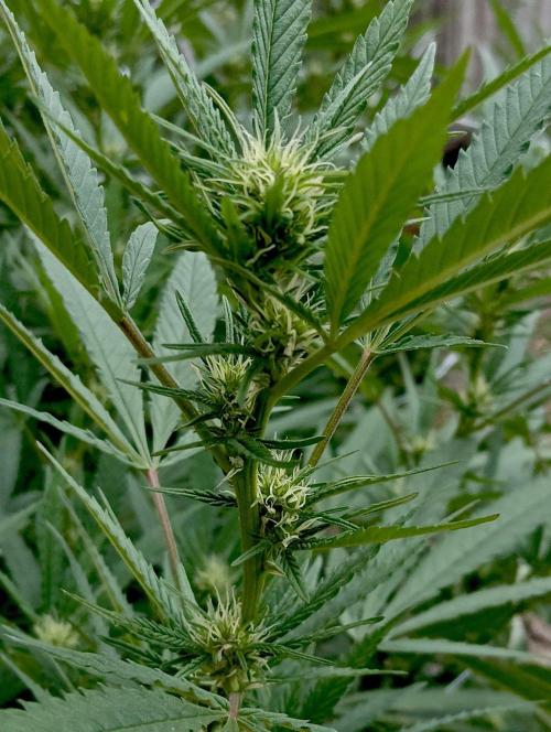Outdoor 26// Hippieweed +Honey Cream. Week 19