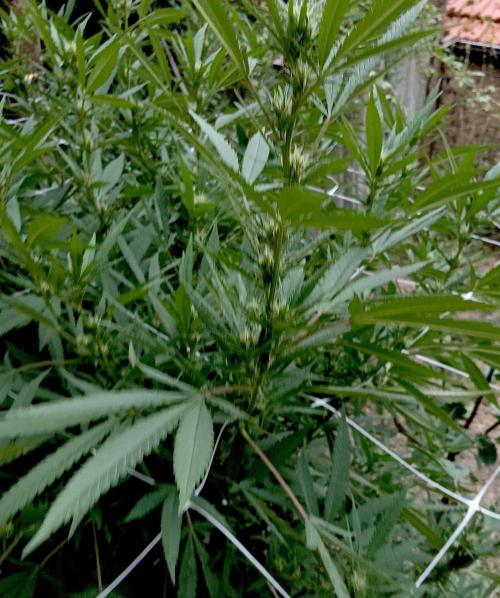 Outdoor 26// Hippieweed +Honey Cream. Week 19