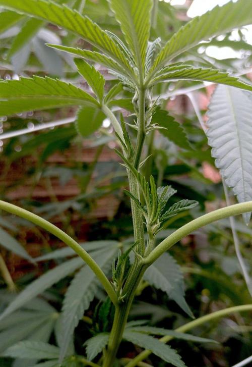 Outdoor 26// Alpskush- Swisscannabinoid. Week 19