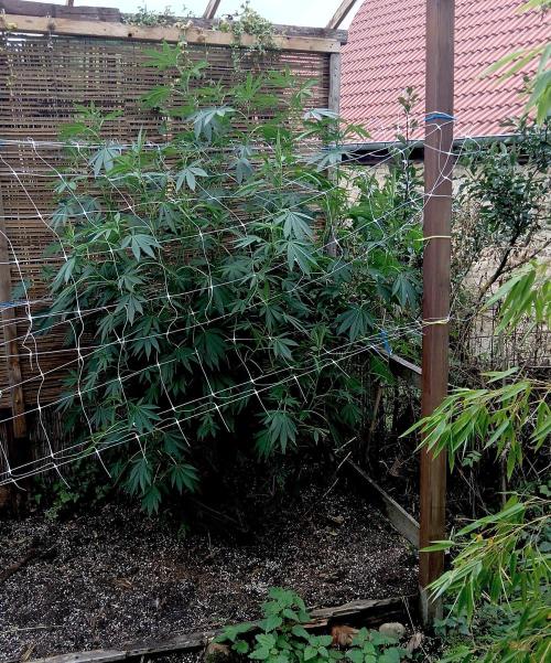 Outdoor 26// Alpskush- Swisscannabinoid. Week 19