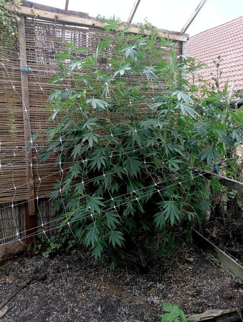 Outdoor 26// Alpskush- Swisscannabinoid. Week 19