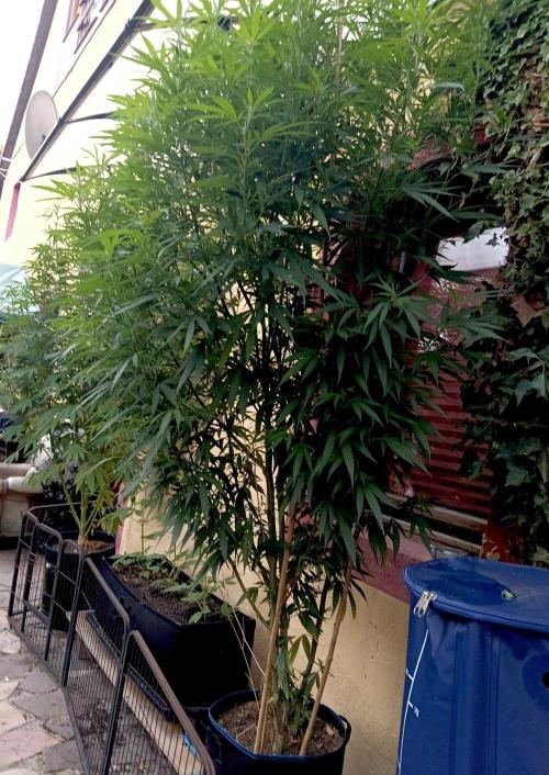 OUT 26// Shining Silver Haze/ Autopot. Week 17