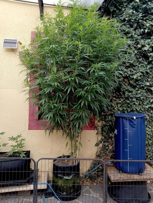 OUT 26// Shining Silver Haze/ Autopot. Week 17