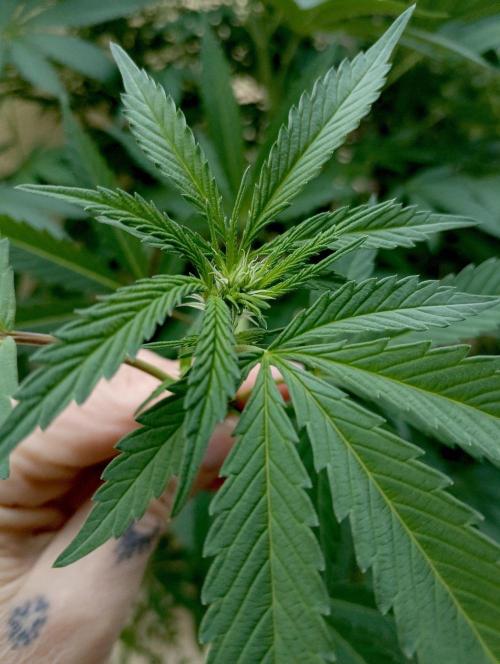 OUT26/NEW/ RED BOTTOMS- Sensi Seeds. Week 14