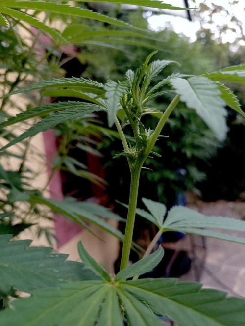 OUT26/NEW/ RED BOTTOMS- Sensi Seeds. Week 14