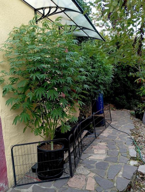 OUT26/NEW/ RED BOTTOMS- Sensi Seeds. Week 14