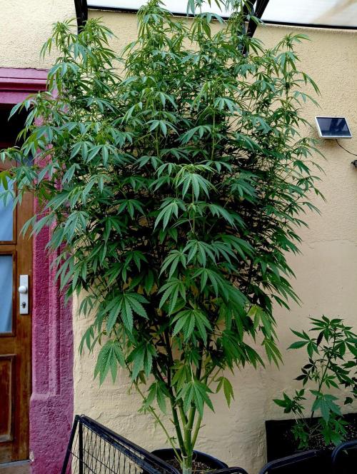 OUT26/NEW/ RED BOTTOMS- Sensi Seeds. Week 15