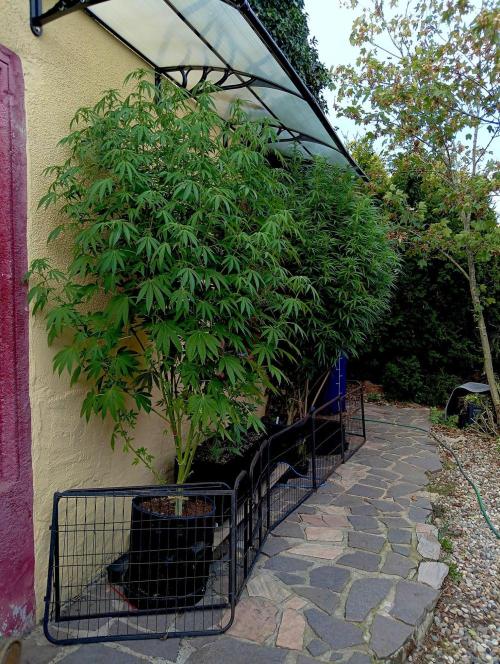 OUT26/NEW/ RED BOTTOMS- Sensi Seeds. Week 15