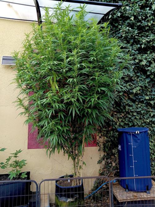OUT 26// Shining Silver Haze/ Autopot. Week 18