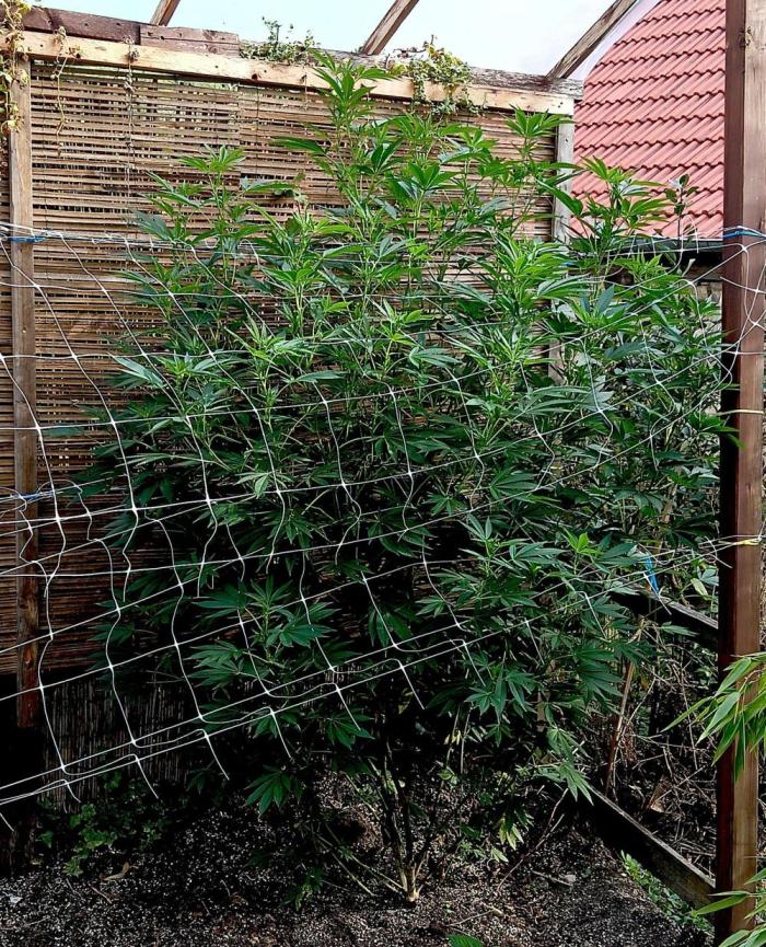 Outdoor 26// Alpskush- Swisscannabinoid. Week 20