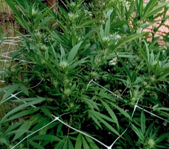 Outdoor 26// Hippieweed +Honey Cream. Week 20