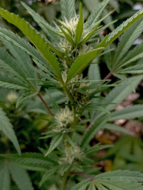 Outdoor 26// Hippieweed +Honey Cream. Week 20