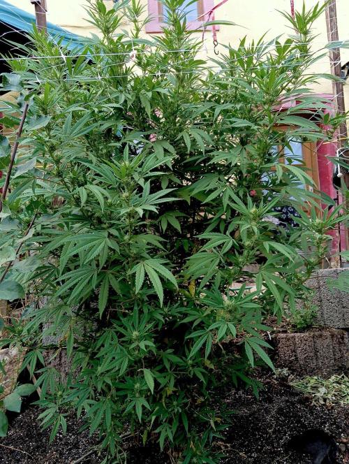 Outdoor 26// Hippieweed +Honey Cream. Week 20