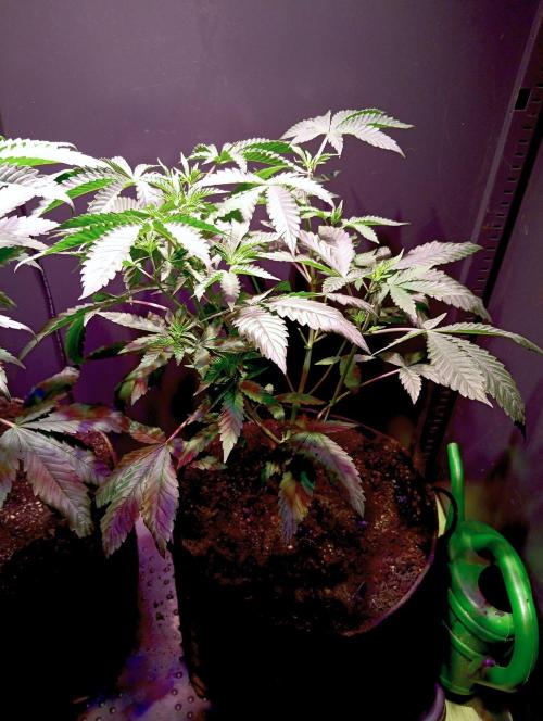 Delicious Zinnapple  HAZELBOX. Week 7