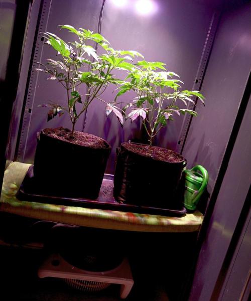 Delicious Zinnapple  HAZELBOX. Week 7