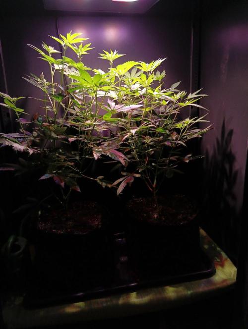 Delicious Zinnapple  HAZELBOX. Week 8