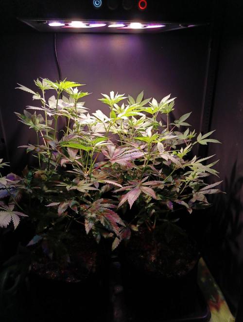 Delicious Zinnapple  HAZELBOX. Week 8