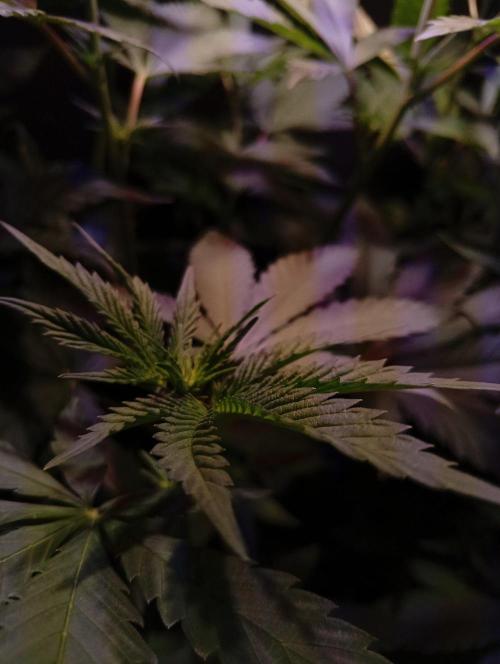 Delicious Zinnapple  HAZELBOX. Week 8