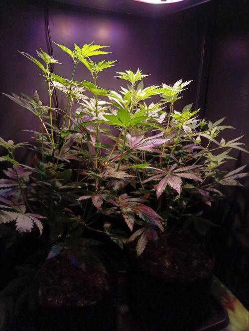 Delicious Zinnapple  HAZELBOX. Week 8