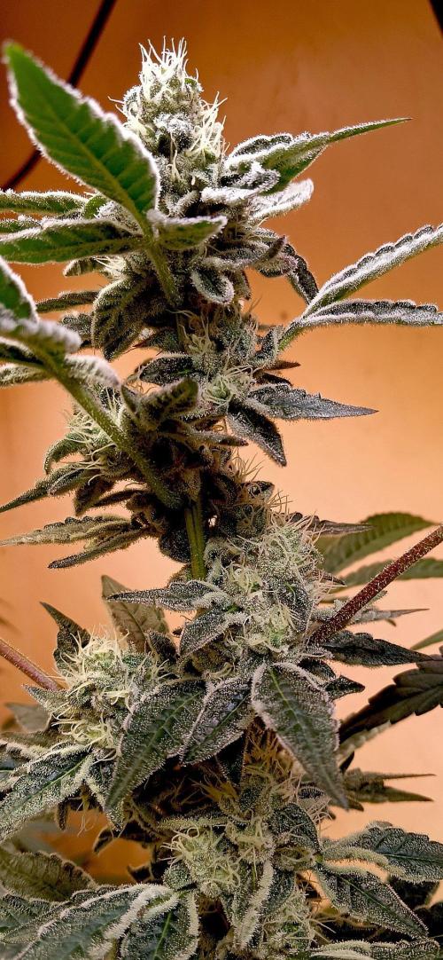 J-TownFunk- "Washing some Lobsterz". Week 10