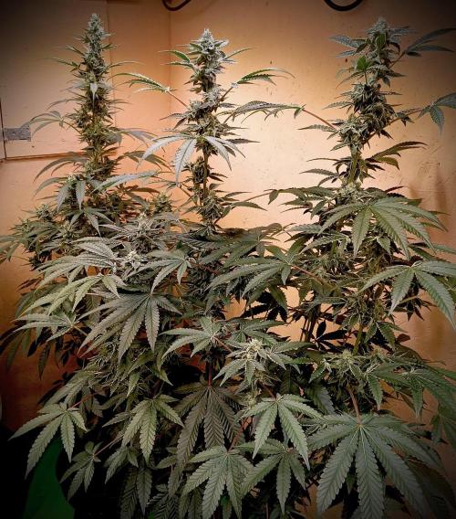 J-TownFunk- "Washing some Lobsterz". Week 10