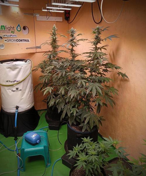 J-TownFunk- "Washing some Lobsterz". Week 10