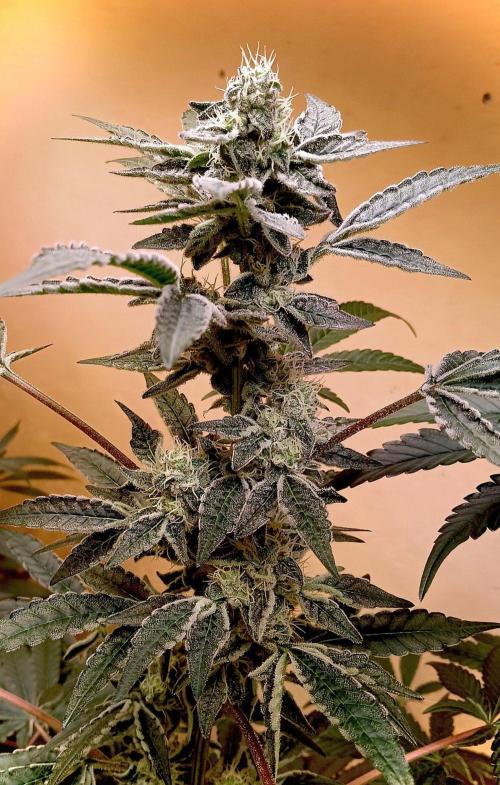 J-TownFunk- "Washing some Lobsterz". Week 10