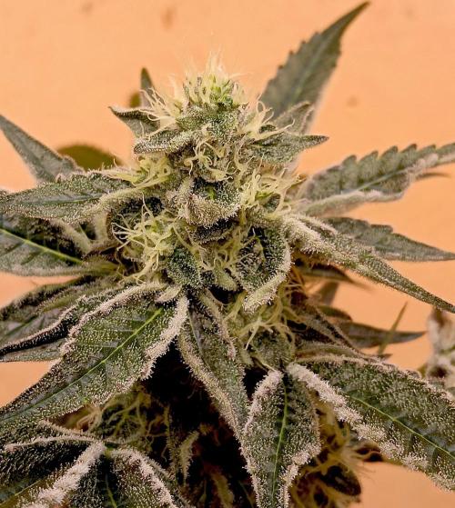 J-TownFunk- "Washing some Lobsterz". Week 10