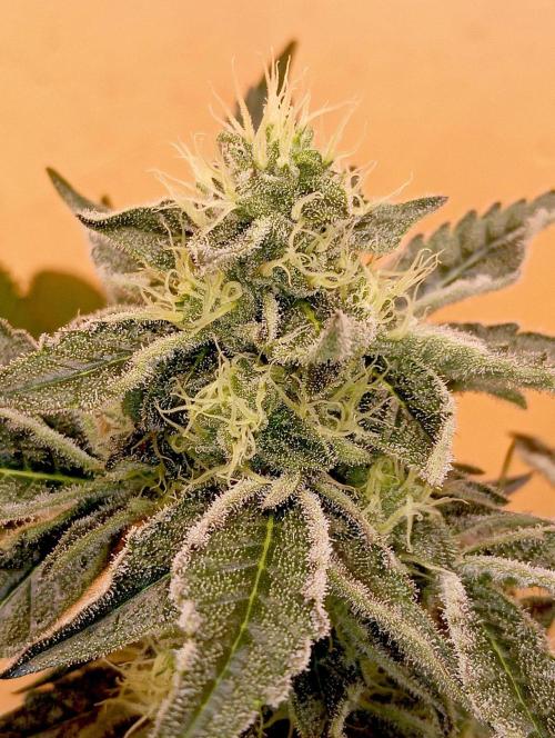 J-TownFunk- "Washing some Lobsterz". Week 10