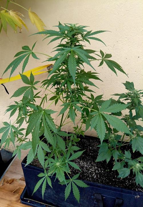Delicious Blue Northern Light. Week 7