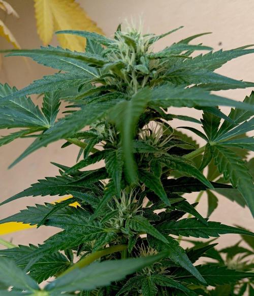 Delicious Blue Northern Light. Week 7