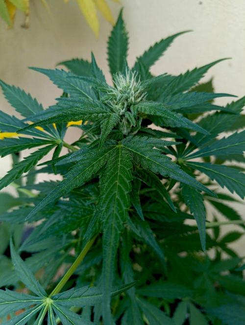 Delicious Blue Northern Light. Week 7