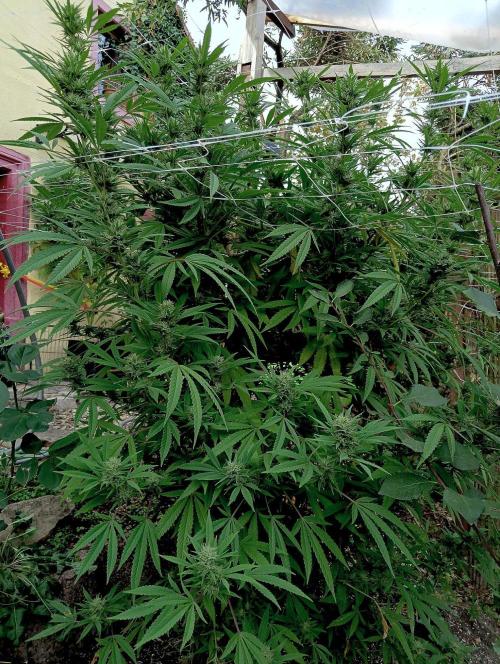 Outdoor 26// Hippieweed +Honey Cream. Week 22