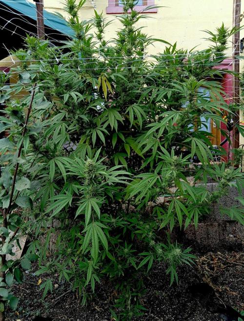 Outdoor 26// Hippieweed +Honey Cream. Week 22