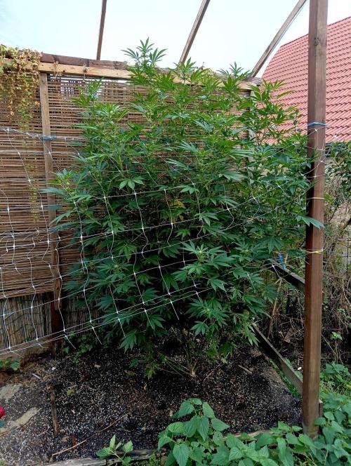 Outdoor 26// Alpskush- Swisscannabinoid. Week 22