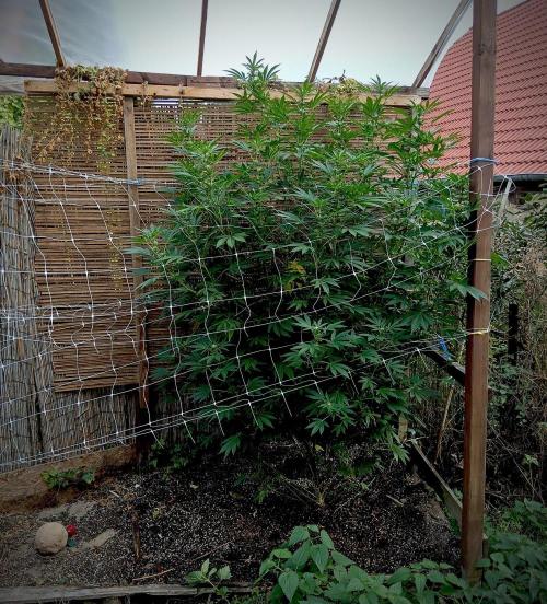 Outdoor 26// Alpskush- Swisscannabinoid. Week 22