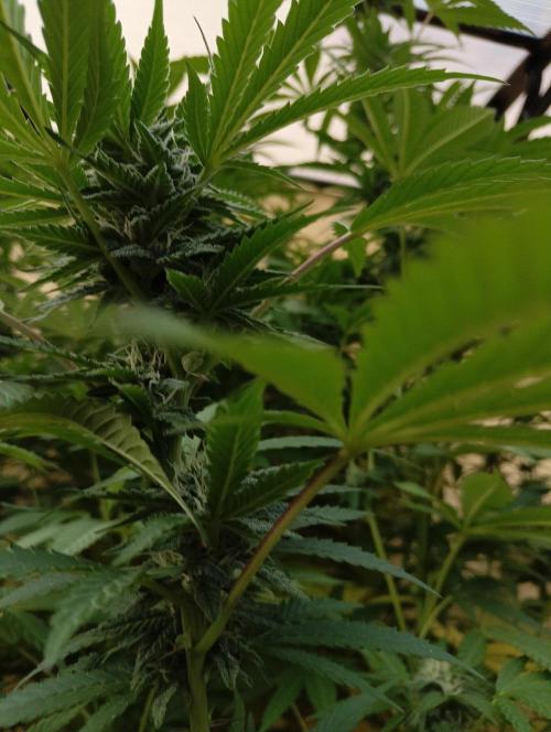 OUT26/NEW/ RED BOTTOMS- Sensi Seeds. Week 17