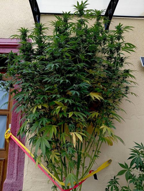 OUT26/NEW/ RED BOTTOMS- Sensi Seeds. Week 17