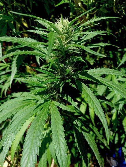 OUT 26// Shining Silver Haze/ Autopot. Week 22