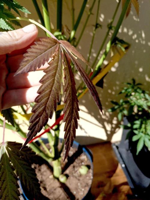 OUT26/NEW/ RED BOTTOMS- Sensi Seeds. Week 18